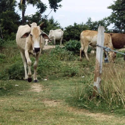 Cows on the mass graves, Choeung Ek