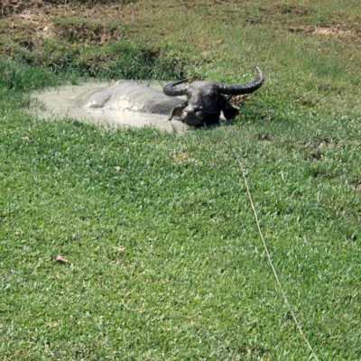 A water buffalo in a wallow, Samosir