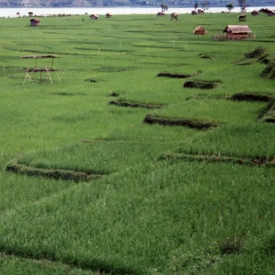 Rice padis by Lake Tawar