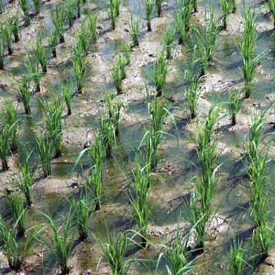 Rice growing in a padi field