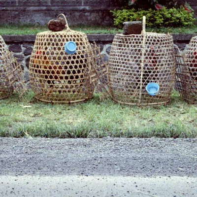 Fighting cocks, Bali