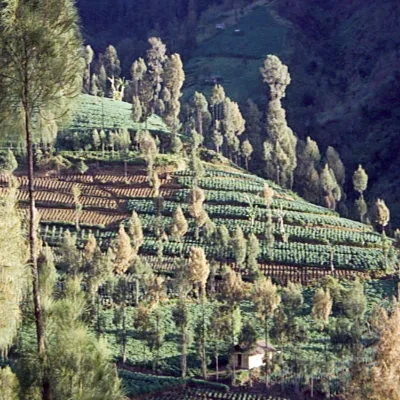 A hillside near Mount Bromo