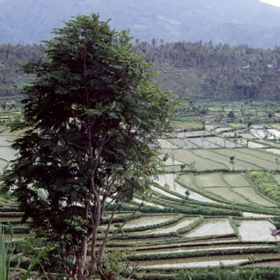 Countryside near Tirtagangga, Bali
