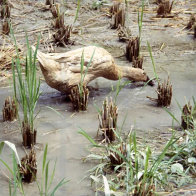 Duck in a padi field, cleaning up dropped rice after the harvest, Gunung Kawi, Bali
