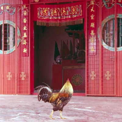 A cockerel outside the Khoo Kongsi clan house, Georgetown