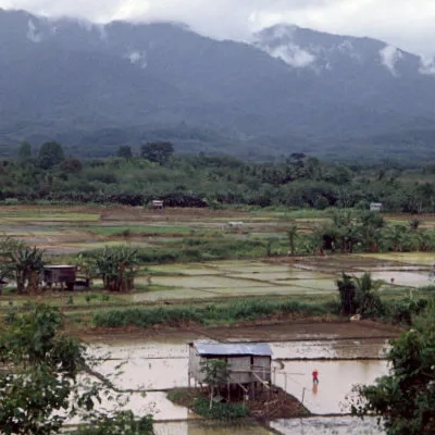 Padi fields, Tenom, Sabah