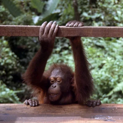 Orang utan, Sepilok, Sarawak