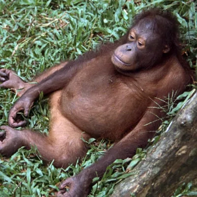 Resting orang utan