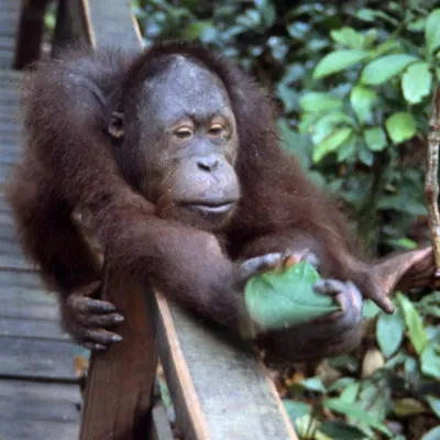 Orang utan, Sepilok