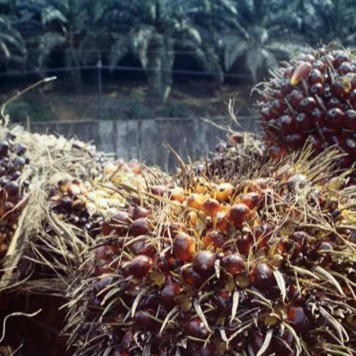 Oil palm nuts, Tasek Chini