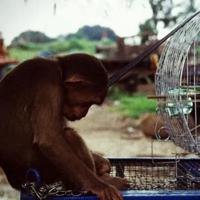 Monkey and a bird at the animal market