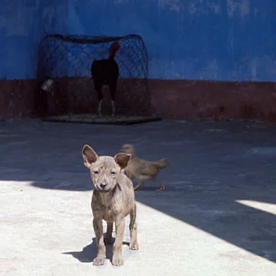 A dog and a cockerel, Hoi An